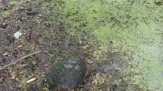 Large Snapping Turtle Release