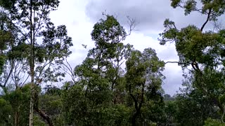 Noisy Cockatoos 🦅🐣