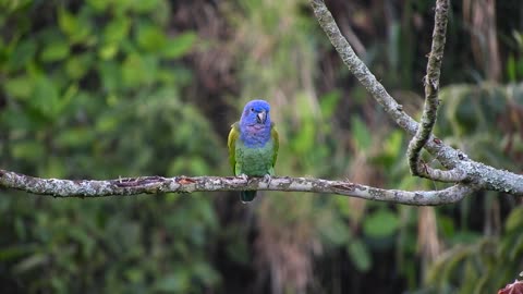Very cool video of beautiful colorful parrot on the tree