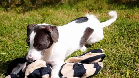 How dogs create a bond with the homeless.