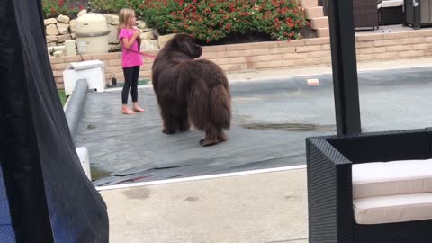 Newfoundland only behaves when owner isn't watching