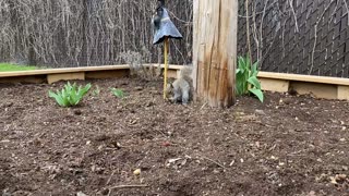 Squirrel Chase