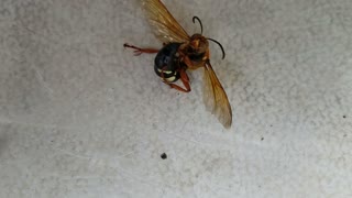 Murder hornet? This thing is huge!