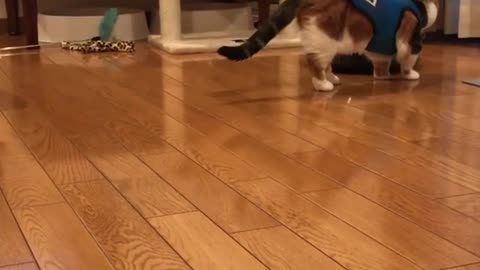 Cat Wondering How this is Moving