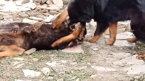 Two Mastiff playing