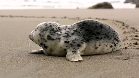 Seal On The Beach b