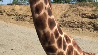Feed giraffe at Amish country Sugarcreek ohio