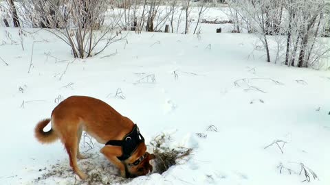 Dogs Digging Dogs love to search the ground, but what to look for