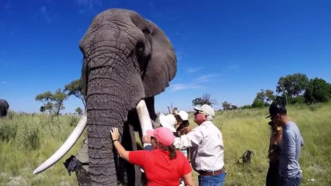 Beautiful Botswana Elephants