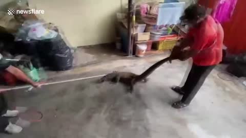 Angry monitor lizard rampages through house in Thailand