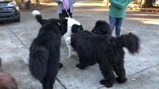 Small dog puts five giant Newfoundlands in their places!
