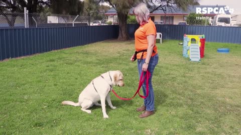 Train your dog how to sit and drop