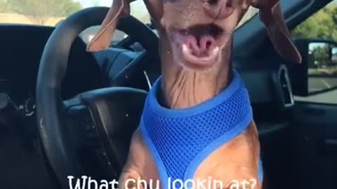 Funny dog video- try not to laugh-whatchu looking at!