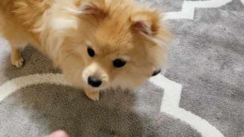 Pomeranian puppy demands treats by ringing bell