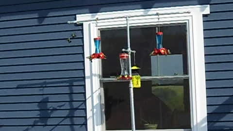 Ruby Throated Humming Birds at Feeder