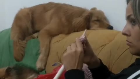 Dog falls asleep in comically awkward position