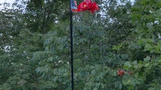 Hummingbirds feeding