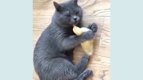 Cute Cat Videos #1 💥 Cat Videos 🤩 Cute Cats