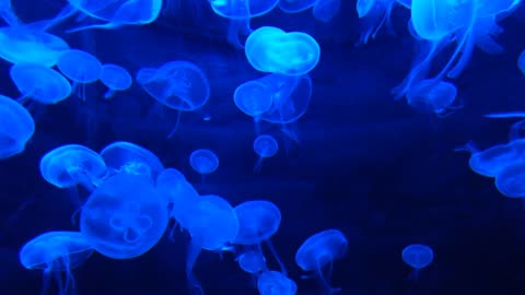 Exploring the World of Jellyfish: A Visual Journey