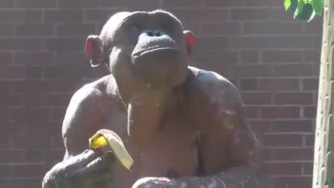 The fascinating hairless chimpanzees_Cut