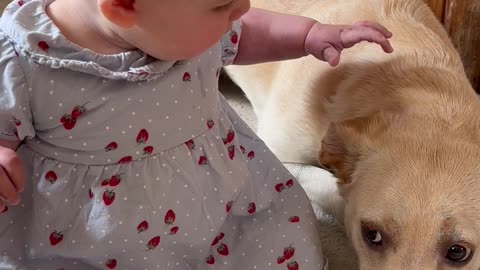 Dog Get's A Little Overexcited Around Baby