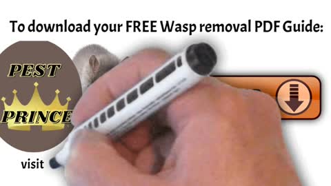 Why wasps attack humans!😃 Learn how to avoid wasp stings in this Summary!😃 #shorts