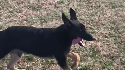 German Shepherd and Jogger POV