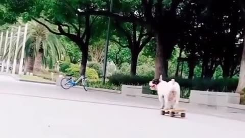 BULLDOG CARRY SKATEBOARD TO PLAY IN THE STREET.mp4