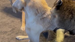 Raccoon Tries to Keep Dog Friends Calm