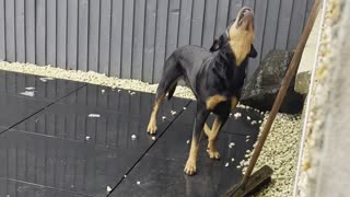 Rottweiler Catches the Rain