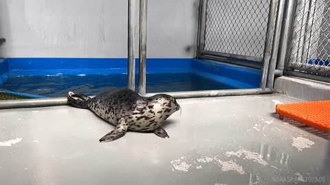Harbor Seals as Wildlife Rehabilitation Patients: Virtual Visit to the Alaska SeaLife Center