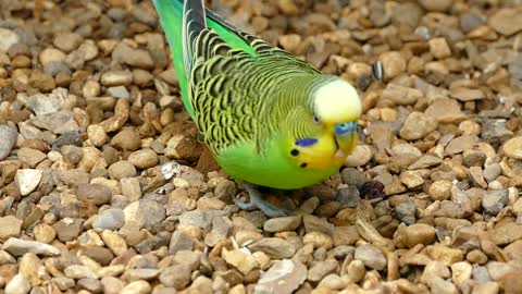 Watch the parrot playing on trees ... fun like no other