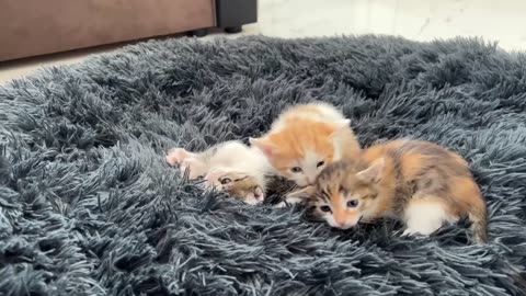 German Shepherd Shocked Tiny Kittens occupying dog bed