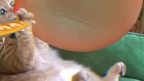 Cat trying to full the balloon|cat vs balloon| animal funy video