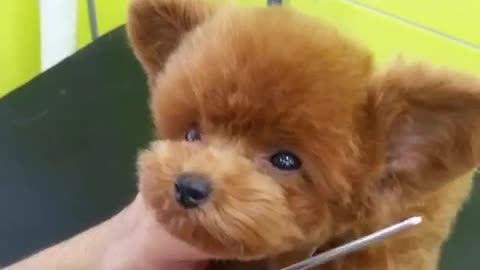 Puppy's new haircut is a cuteness overload!