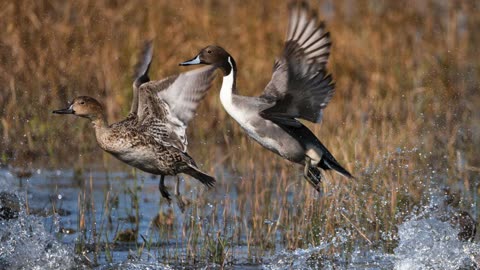 Duck Noises & Duck Identification