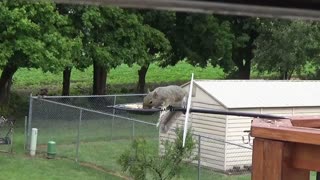 Squirrel Shows Amazing Acrobatic Skills In Overcoming A Hurdle