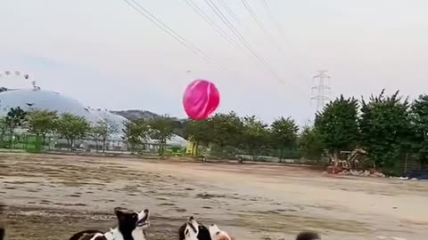 Dogs are playing with the balloon