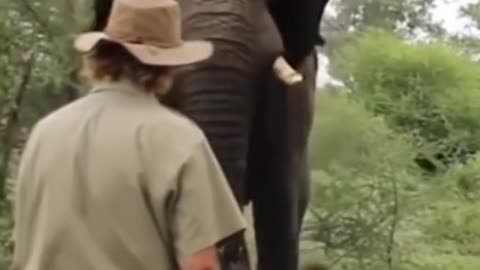 Elephant attack on a man a trainer control #shorts #wildlife