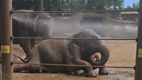 Elephants staying Cool!