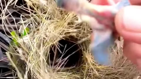 Rescue a bird’s nest that fell into a puddle after a storm #fyp #animals