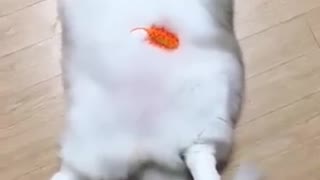 Mega fluff! Adorable cat