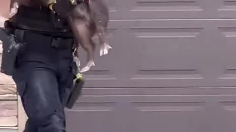 Cop Chases Down Pig