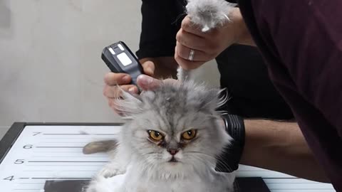 The owners of this cat asked me to shave it without anesthesia ----❤️