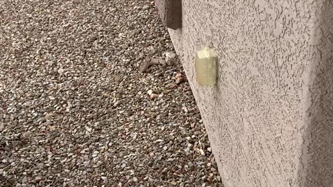 A smaller Diamondback in front of the house