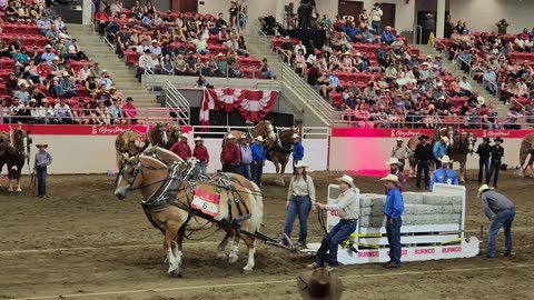 Calgary Stampede Heavy Horse Pull Competition