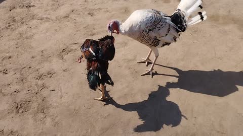 Huge Turky Hen VS Small casual Hen