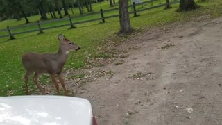 Extra Friendly Deer Plays With Pup