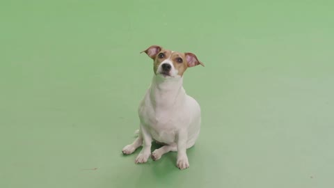 chromakey dog sitting puppy