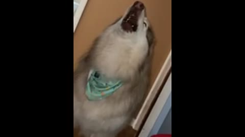 Takoda having a howl of a time